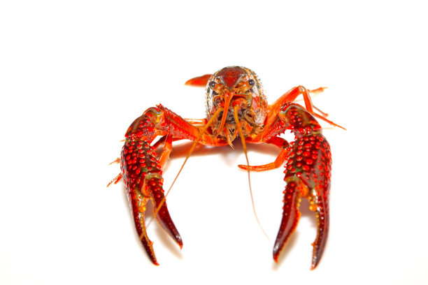 小龙虾图片下载