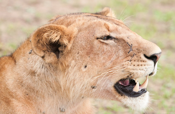 狮子的肖像图片下载