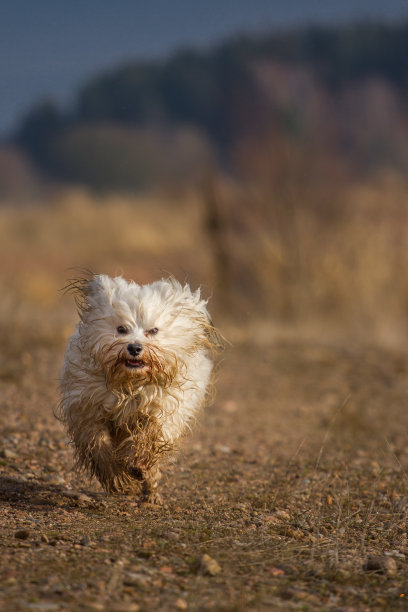 脏,但是很开心图片下载