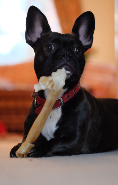 拿着骨头的法国斗牛犬图片下载