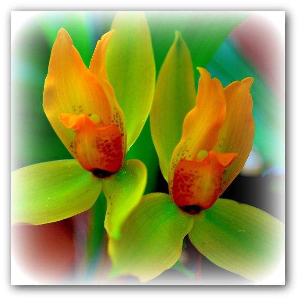 兰花在橙色图片下载