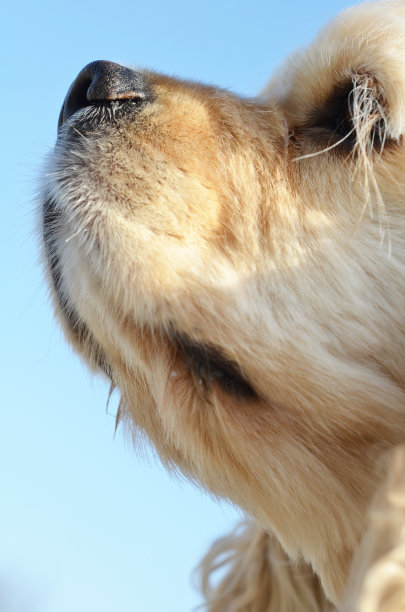 可卡犬图片下载