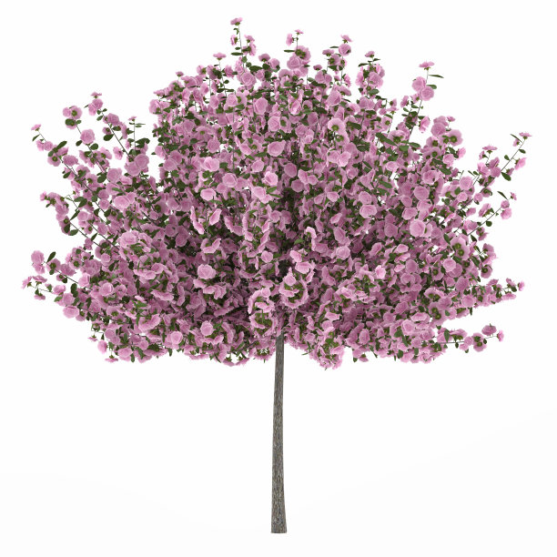 日本樱树孤立图片下载