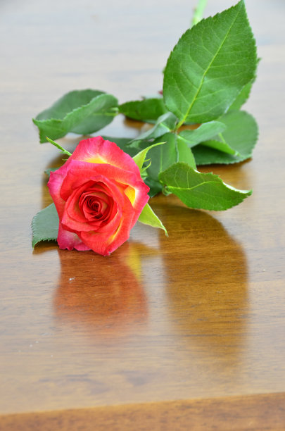 单一的玫瑰图片下载