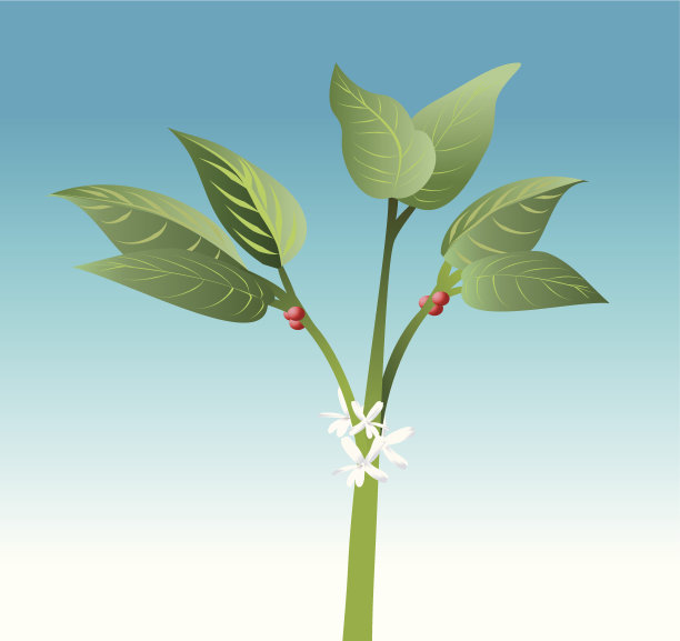 咖啡树图片下载