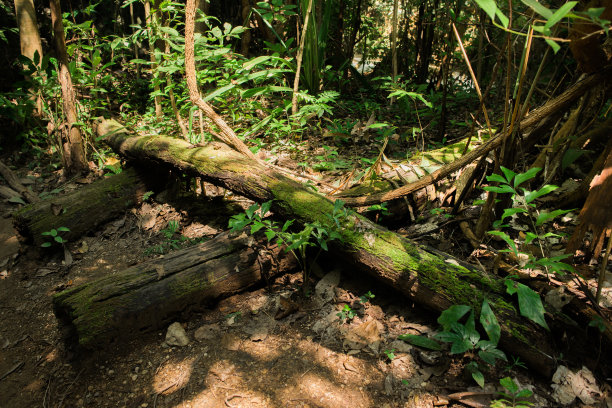 怀美卡明瀑布，热带雨林中的天堂图片下载