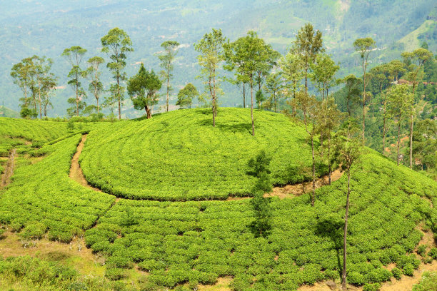 茶园山图片下载