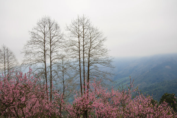 水稻梯田图片下载