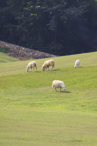 羊群在绿色的农田里图片下载