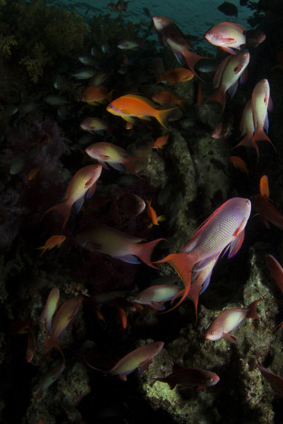 在水下生活图片下载