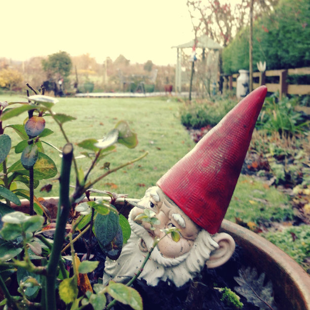 花园侏儒藏在花盆里图片下载