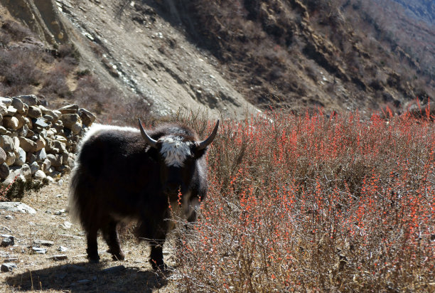 牦牛在尼泊尔的高山上吃草图片下载