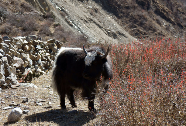 牦牛在尼泊尔的高山上吃草图片下载