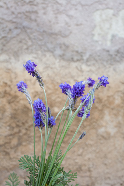 薰衣草花图片下载