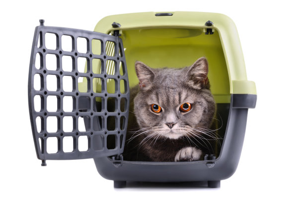 英国短毛猫图片下载