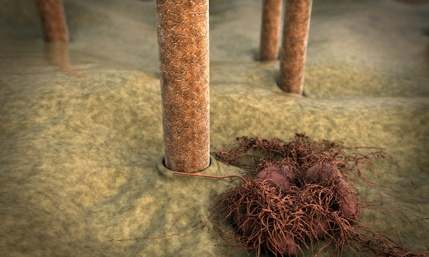 头发,真菌图片下载