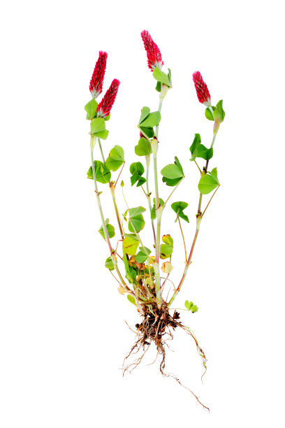 三叶草肉红色或深红色(拉丁语Trifolium incarnatum)图片下载