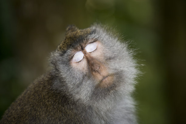 无辜的猴子图片下载