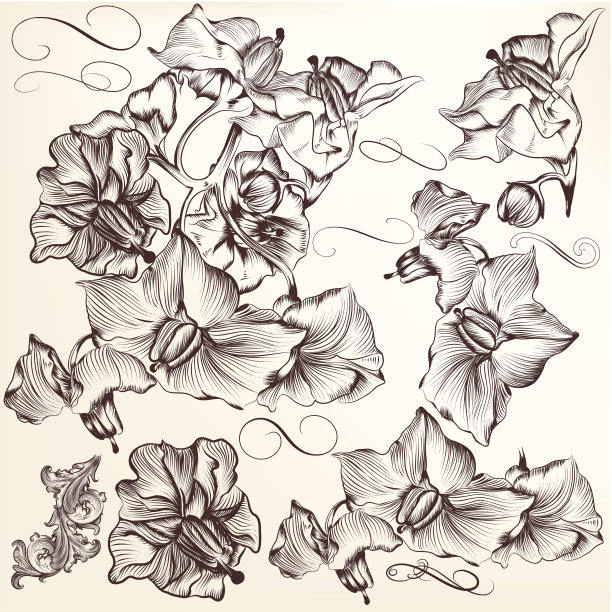 一套矢量详细手绘花素材图片