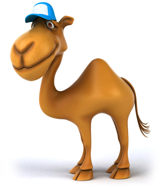 有趣的骆驼图片下载