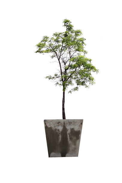 在盆栽树。图片下载