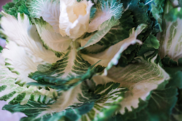 模仿蔬菜图片下载