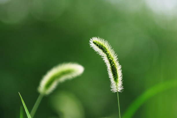 阳光下的小草图片下载