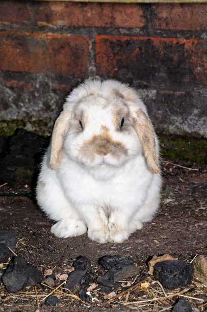 矮垂下的兔子。图片下载