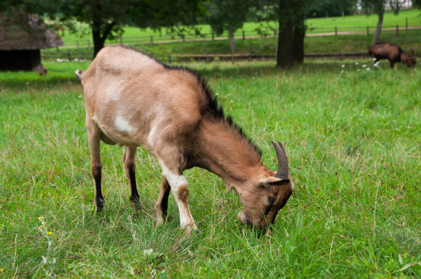 山羊图片下载