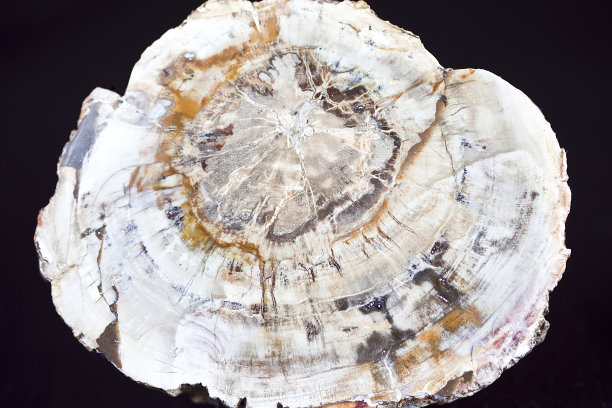 化石木。图片下载