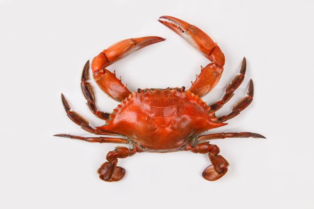 白底清蒸青蟹图片下载