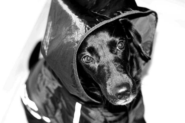 拉布拉多狗图片下载