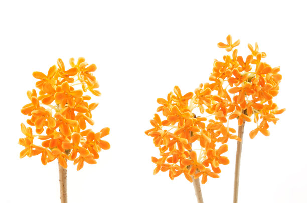 桔黄色的桂花图片下载