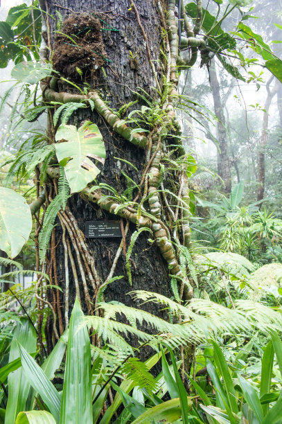树干上的藤图片下载