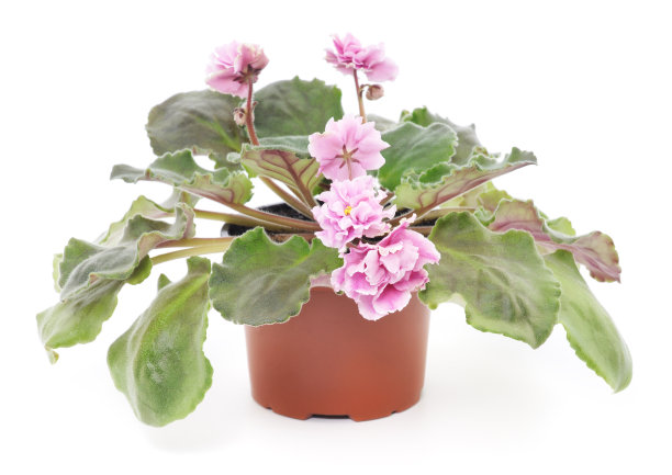 非洲紫罗兰图片下载