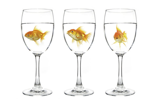 金鱼在玻璃图片下载