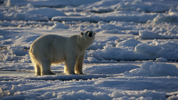 Eisbaer, Thalarctos maritimus，北极熊图片下载