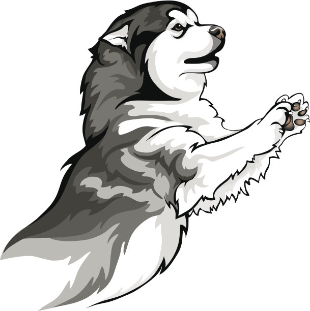 雪橇犬品种玩耍图片下载