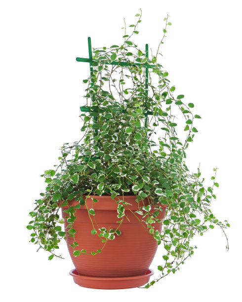 “白色阳光”无花果孤立在白色背景上。图片下载