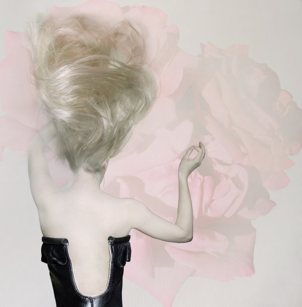 在玫瑰图片下载