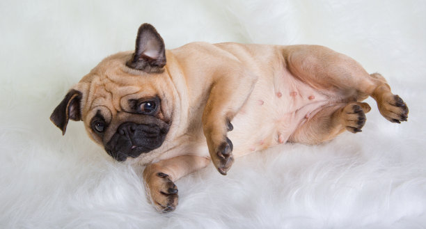 美丽的哈巴狗图片下载