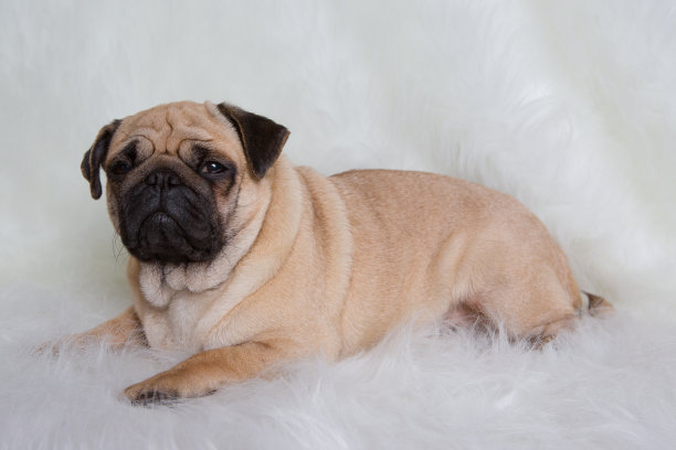 美丽的哈巴狗图片下载