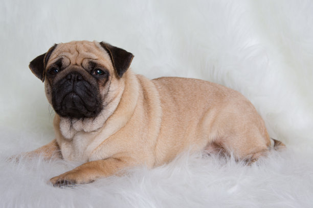 美丽的哈巴狗图片下载