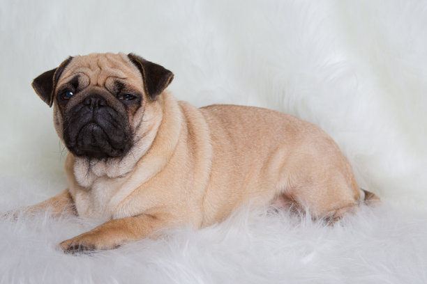 美丽的哈巴狗图片下载