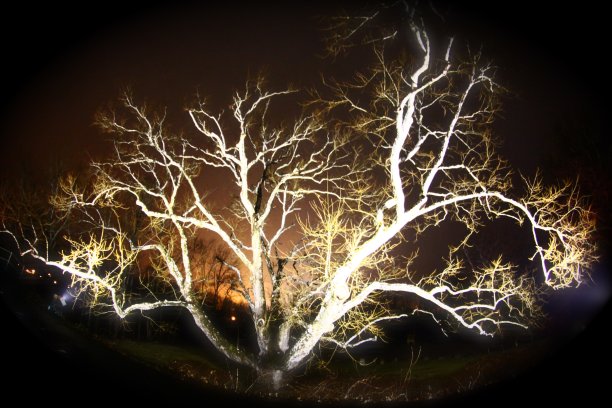 康涅狄格州最古老的树图片下载