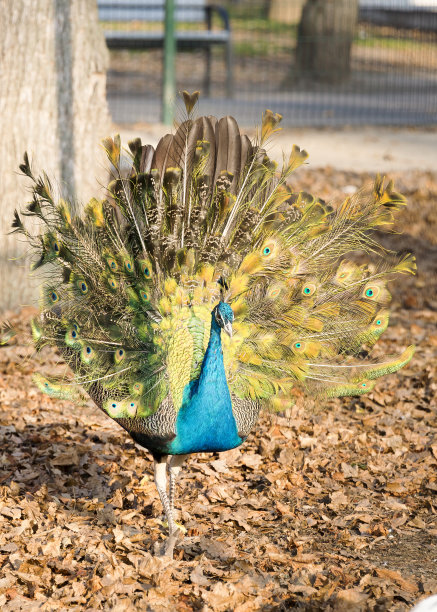 秋林里的孔雀图片下载