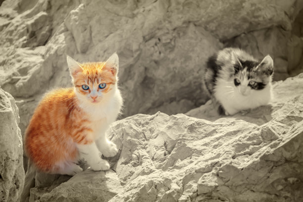 小猫在石头上图片下载