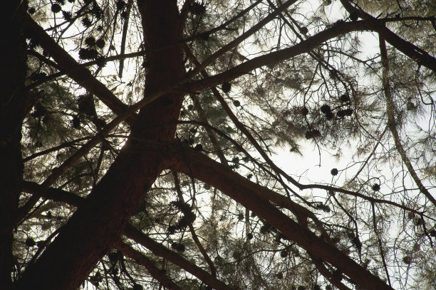 杉树的上枝图片下载