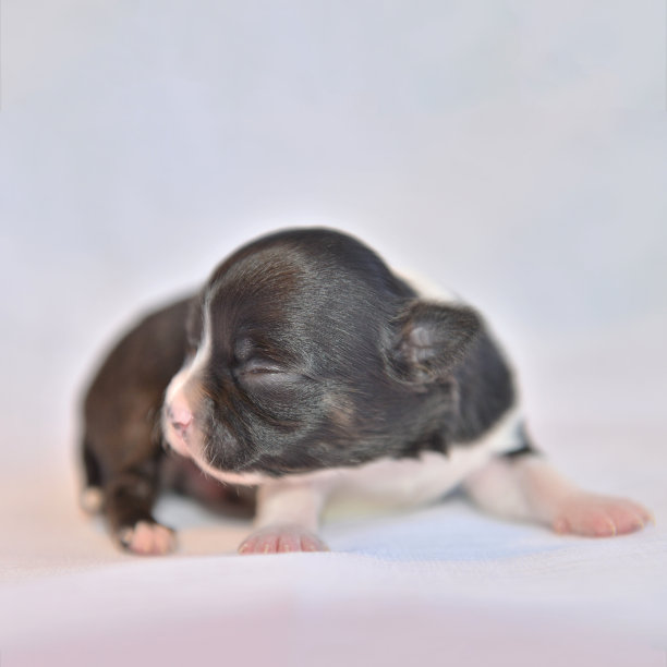 吉娃娃小狗图片下载