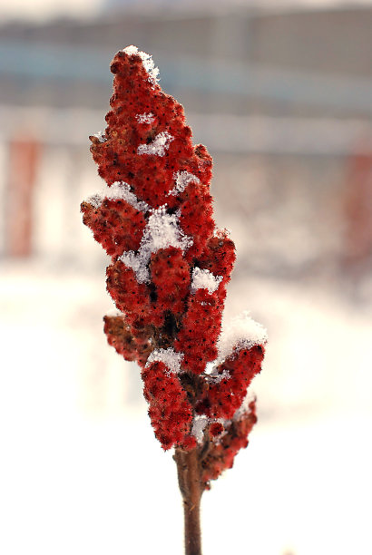 鹿角漆树图片下载